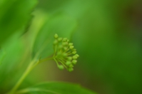 コデマリの花芽